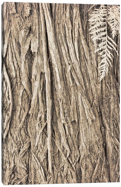 Ancient Cedar Canvas Art Print - Roberta Murray