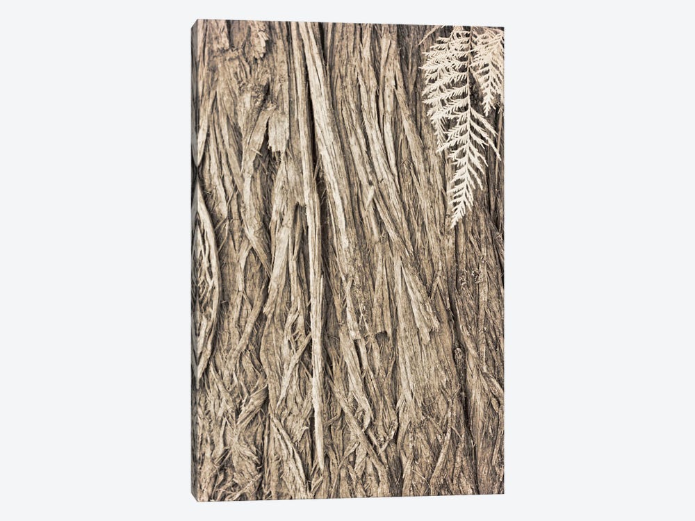 Ancient Cedar by Roberta Murray 1-piece Art Print
