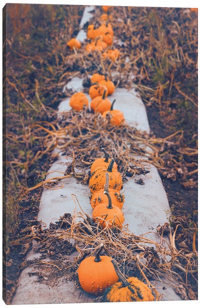Pumpkin Harvest Canvas Art Print - Roberta Murray