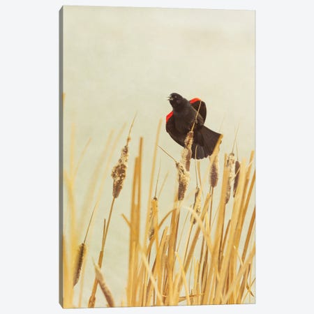 Royal Songbird Canvas Print #RMU296} by Roberta Murray Canvas Print