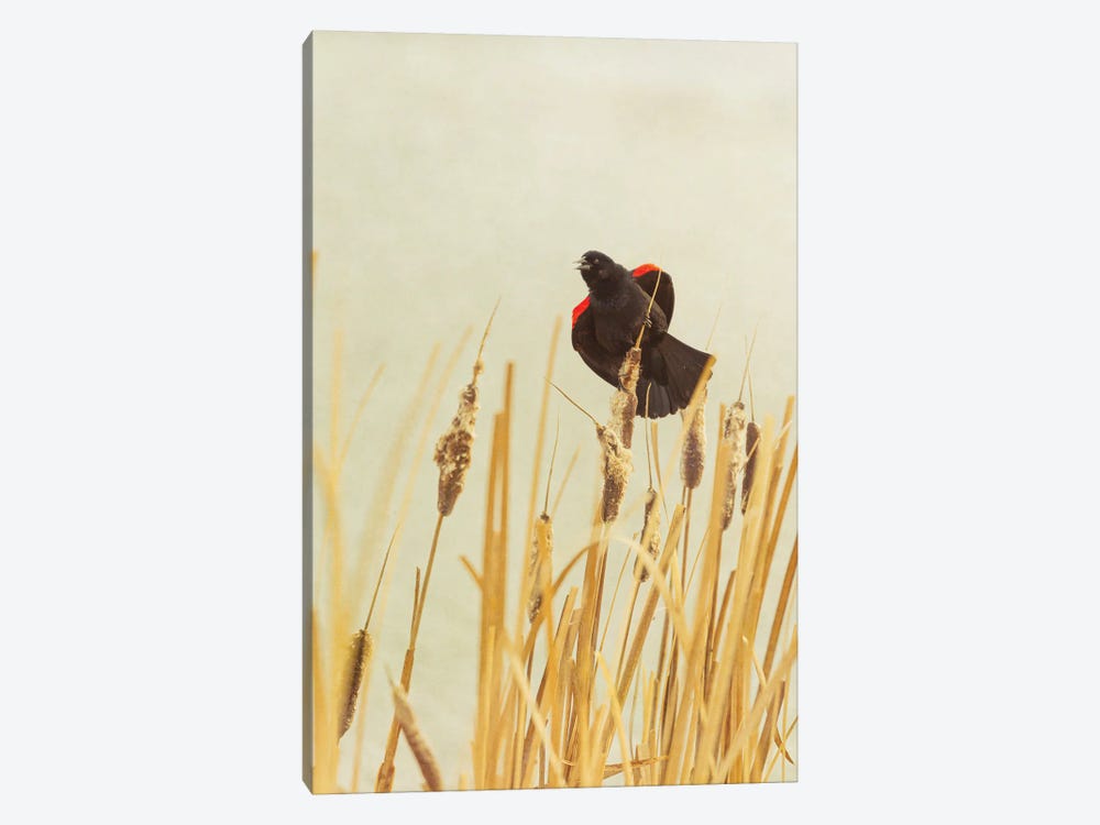 Royal Songbird by Roberta Murray 1-piece Canvas Art