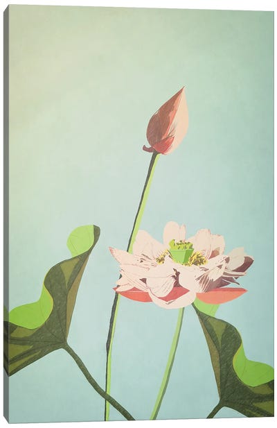 Lotus Flower Canvas Art Print - Roberta Murray