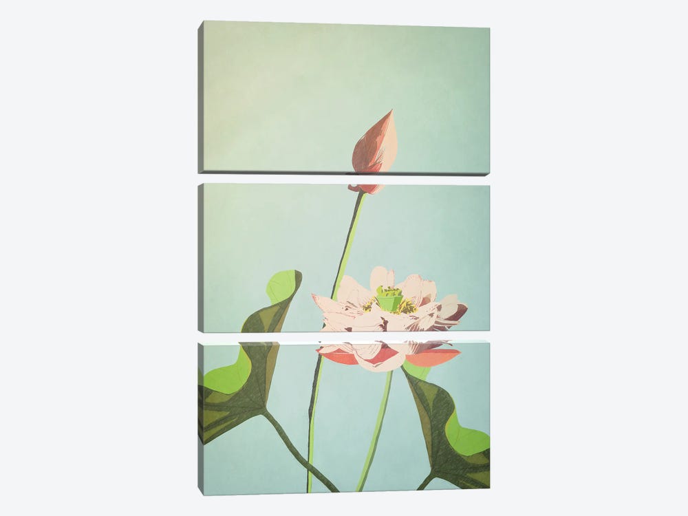Lotus Flower by Roberta Murray 3-piece Canvas Print