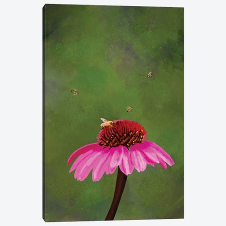Echinacea Canvas Print #RMU352} by Roberta Murray Canvas Art Print