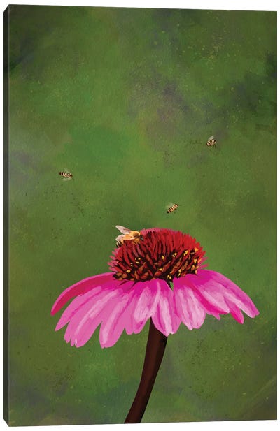 Echinacea Canvas Art Print - Roberta Murray