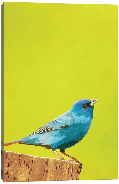 Bluebird Canvas Art Print - Roberta Murray