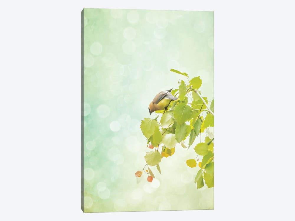 Waxwing Weekend by Roberta Murray 1-piece Canvas Print