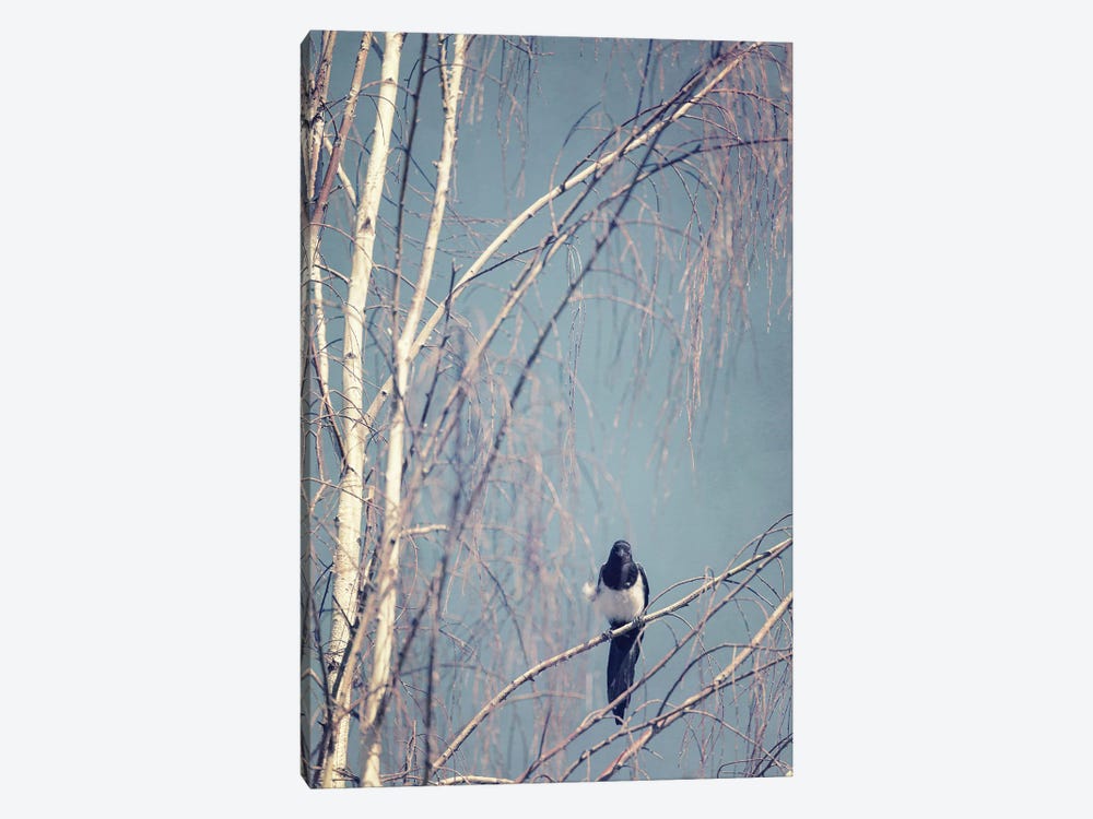 The Nest Robber by Roberta Murray 1-piece Canvas Print