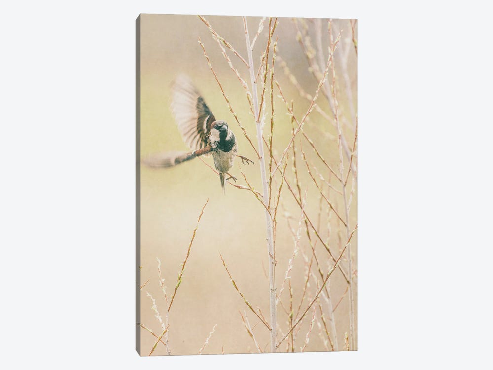 Fly Away Dickie by Roberta Murray 1-piece Canvas Wall Art
