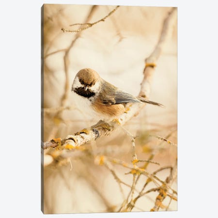 Chickadee In The Forest Canvas Print #RMU462} by Roberta Murray Canvas Print