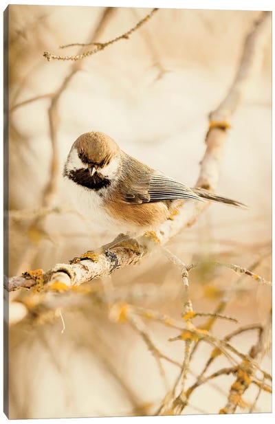 Chickadee In The Forest Canvas Art Print - Roberta Murray