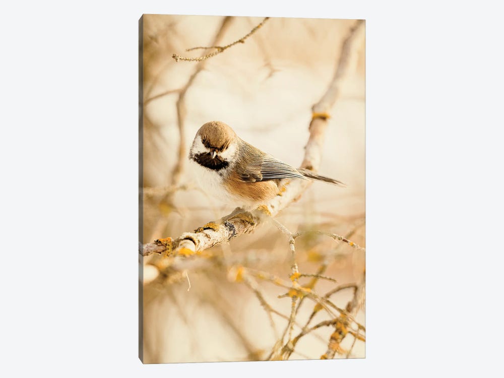 Chickadee In The Forest by Roberta Murray 1-piece Art Print