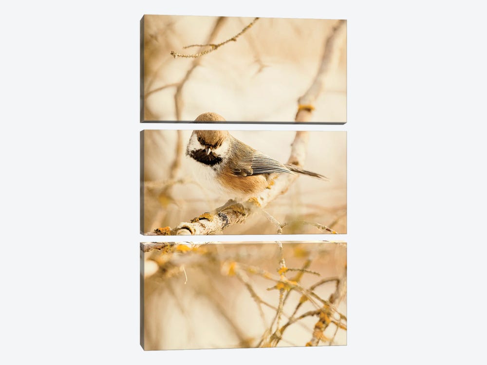 Chickadee In The Forest by Roberta Murray 3-piece Canvas Art Print