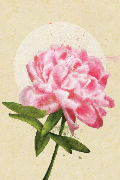 Roberta Murray - Canvas Prints: The Peony by Roberta Murray