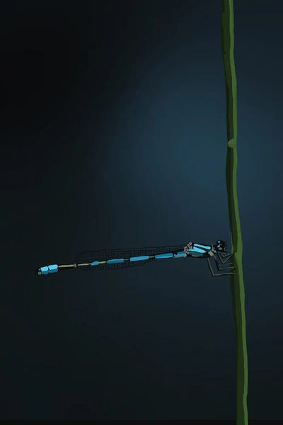 Roberta Murray - Canvas Prints: Damselfly by Roberta Murray