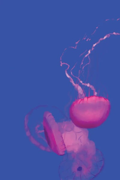 Roberta Murray - Canvas Prints: Jellyfish by Roberta Murray