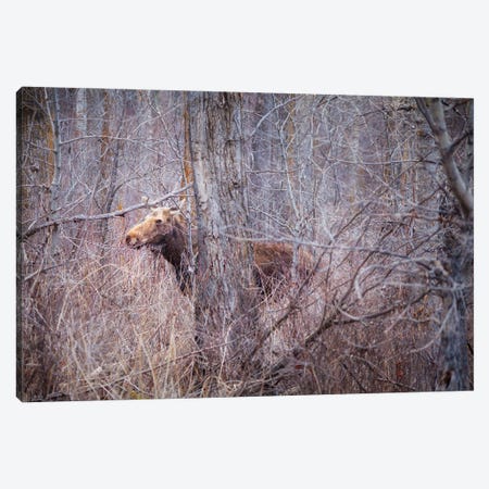 Secrets Of The Forest Canvas Print #RMU62} by Roberta Murray Canvas Print