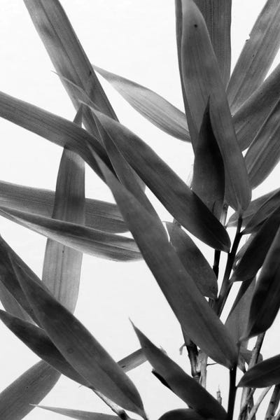 Black & White Florals: B&W Bamboo IV by Renée Stramel