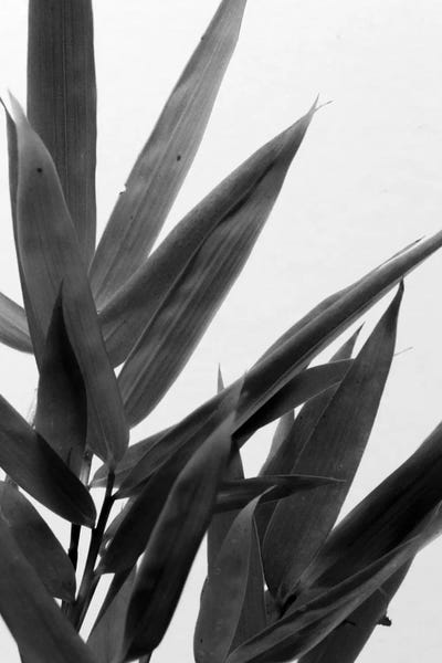Black & White Florals: B&W Bamboo V by Renée Stramel