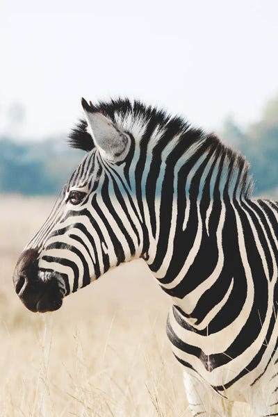 Invizebra by Ruvim Noga framed wall art