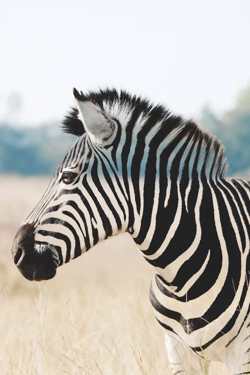 Invizebra by Ruvim Noga wall art