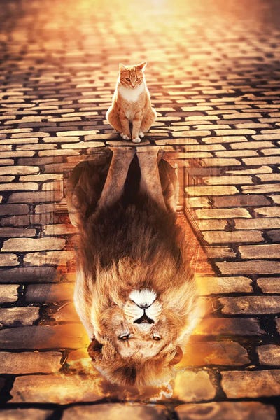 Through The Looking Glass: Lion Cat Reflection by Ruvim Noga