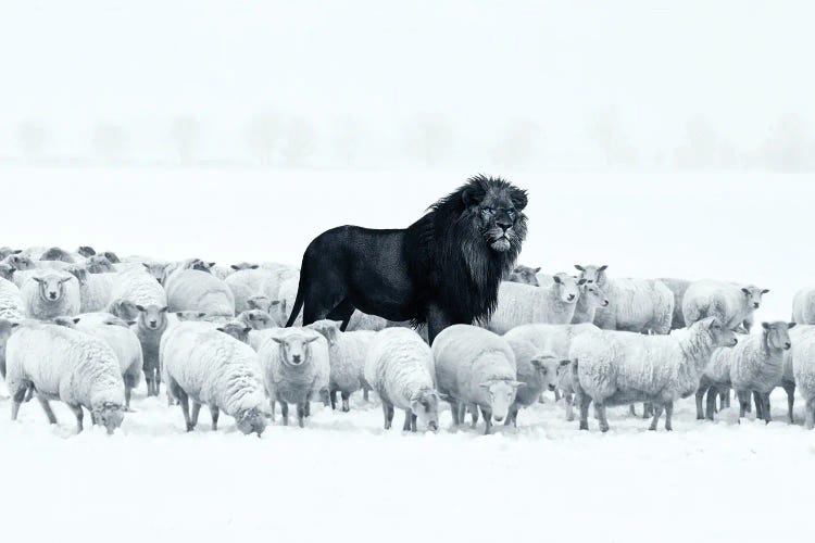 Lion Among Sheep