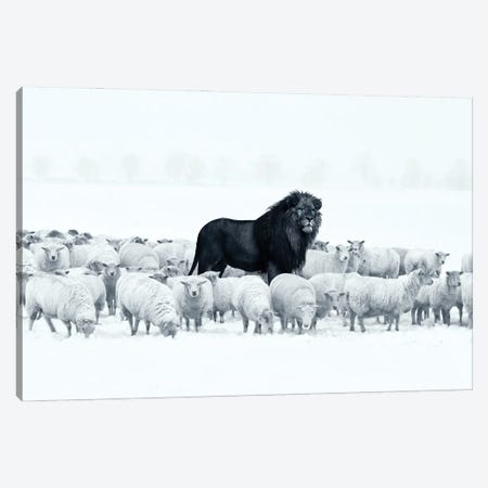 Lion Among Sheep Canvas Print #RNG20} by Ruvim Noga Canvas Print