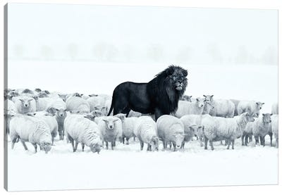 Lion Among Sheep Canvas Art Print - Best Selling Animal Art