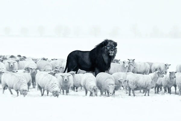 All Turquoise: Lion Among Sheep by Ruvim Noga