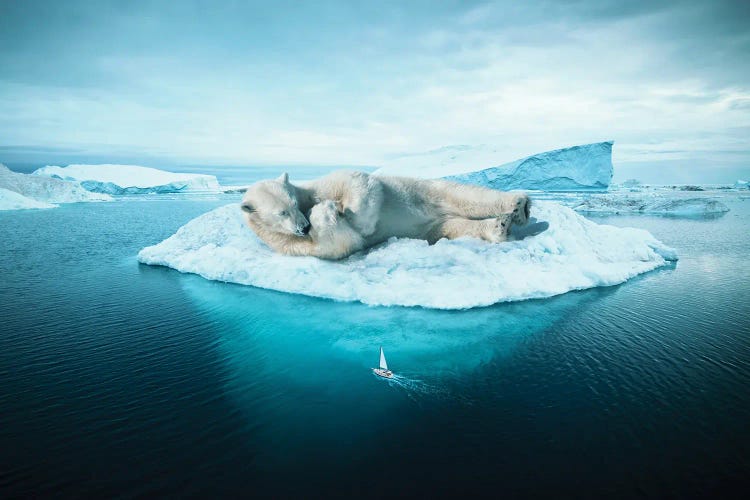 Sleeping Polar Bear by Ruvim Noga wall art