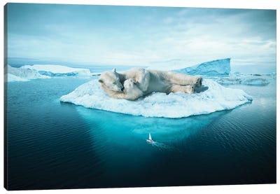 Sleeping Polar Bear Canvas Art Print - Polar Bear Art