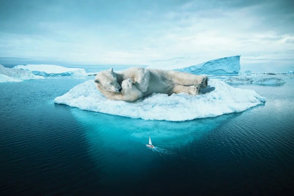 Ruvim Noga: Sleeping Polar Bear by Ruvim Noga