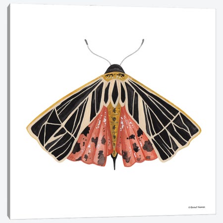 Naturally Wonderful Moth Canvas Print #RNI72} by Rachel Nieman Canvas Wall Art