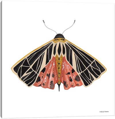 Naturally Wonderful Moth Canvas Art Print