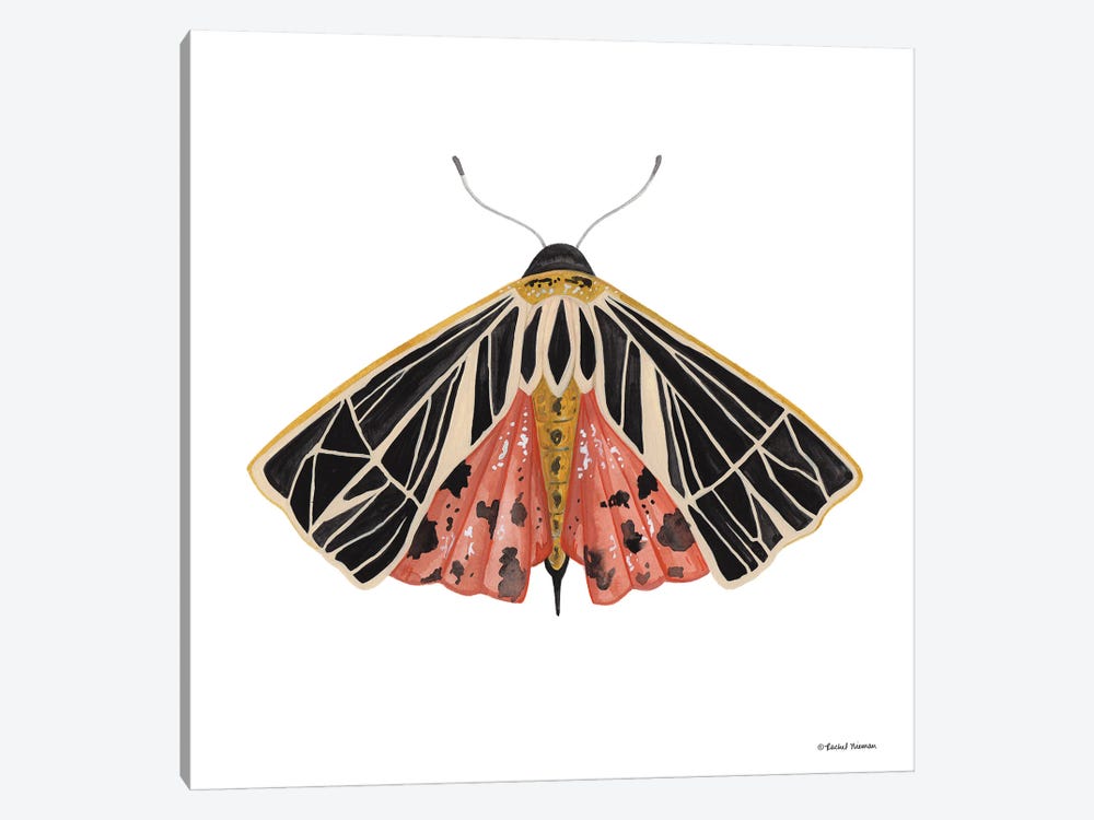 Naturally Wonderful Moth by Rachel Nieman 1-piece Canvas Art Print