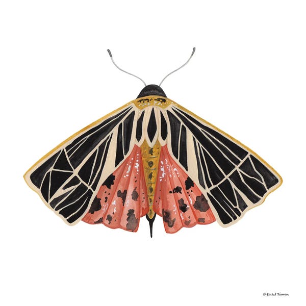 Moths: Naturally Wonderful Moth by Rachel Nieman