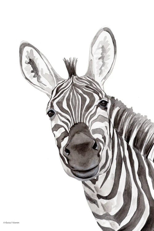 Safari Zebra Peek-A-Boo Canvas Print by Rachel Nieman