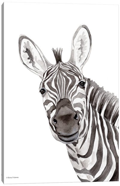 Safari Zebra Peek-A-Boo Canvas Art Print