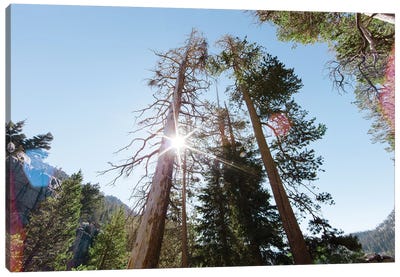 Jeffrey Pine Trees In Californian Mountains Canvas Art Print - Ben Renschen