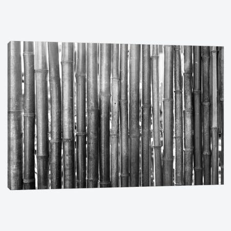 Bamboo Lineup (Black And White) Canvas Print #RNN1} by Ben Renschen Art Print