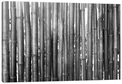 Bamboo Lineup (Black And White) Canvas Art Print - Ben Renschen