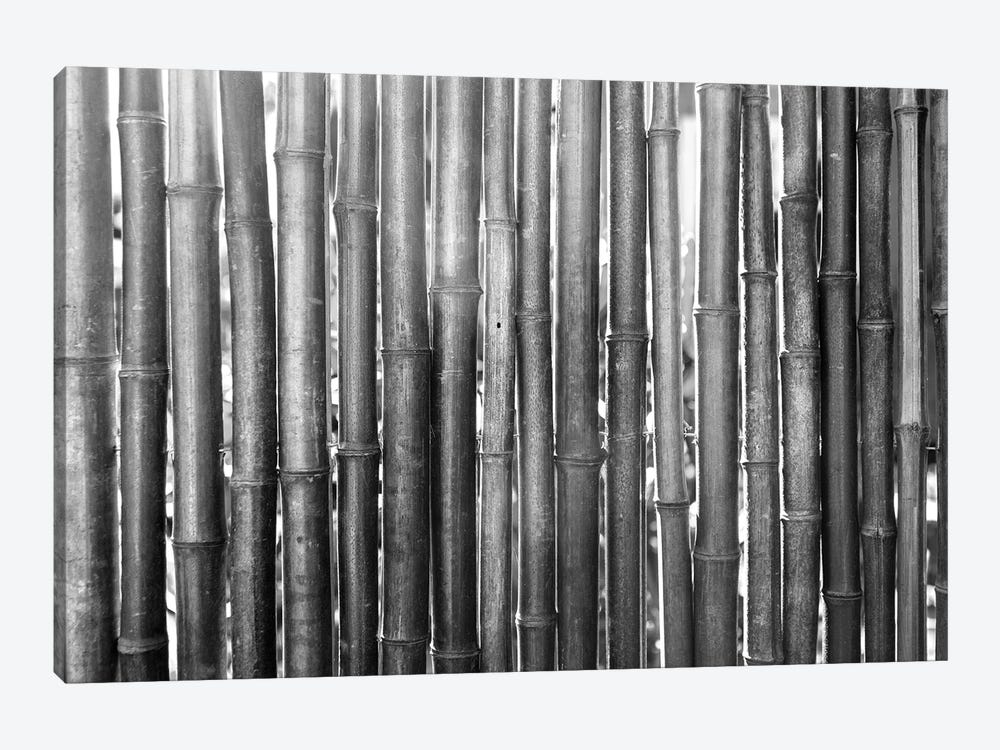 Bamboo Lineup (Black And White) by Ben Renschen 1-piece Canvas Print