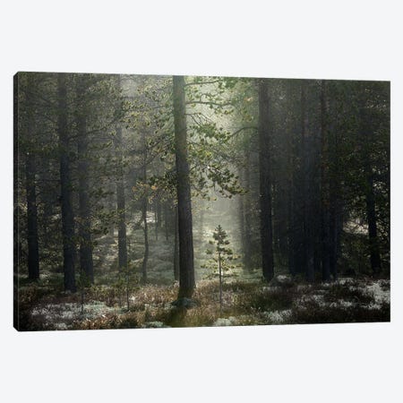 The Patience Of A Young Tree Growing In The Forest Canvas Print #RNN23} by Ben Renschen Canvas Wall Art