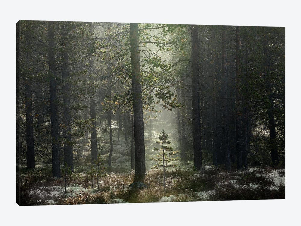 The Patience Of A Young Tree Growing In The Forest by Ben Renschen 1-piece Canvas Artwork