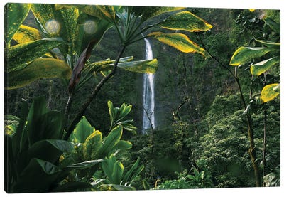 Lush Hawaiian Jungle Waterfall Canvas Art Print - Ben Renschen