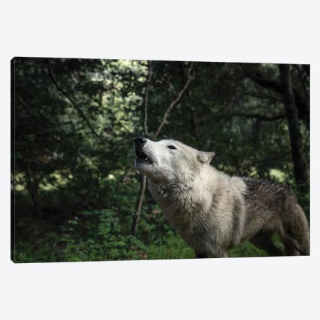 Howling Wolf In The Forest Canvas Print #RNN2} by Ben Renschen Canvas Art Print
