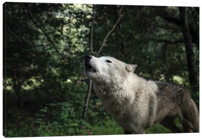 Howling Wolf In The Forest Canvas Art Print - Ben Renschen