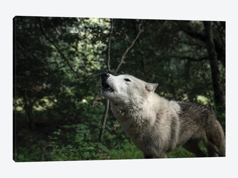 Howling Wolf In The Forest by Ben Renschen 1-piece Canvas Art