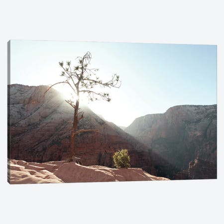 Desert Canyon Tree I Canvas Print #RNN32} by Ben Renschen Canvas Print